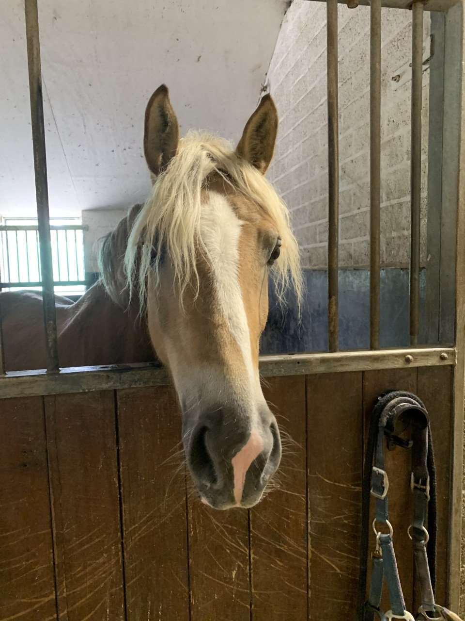 Prachtige Haflinger merrie