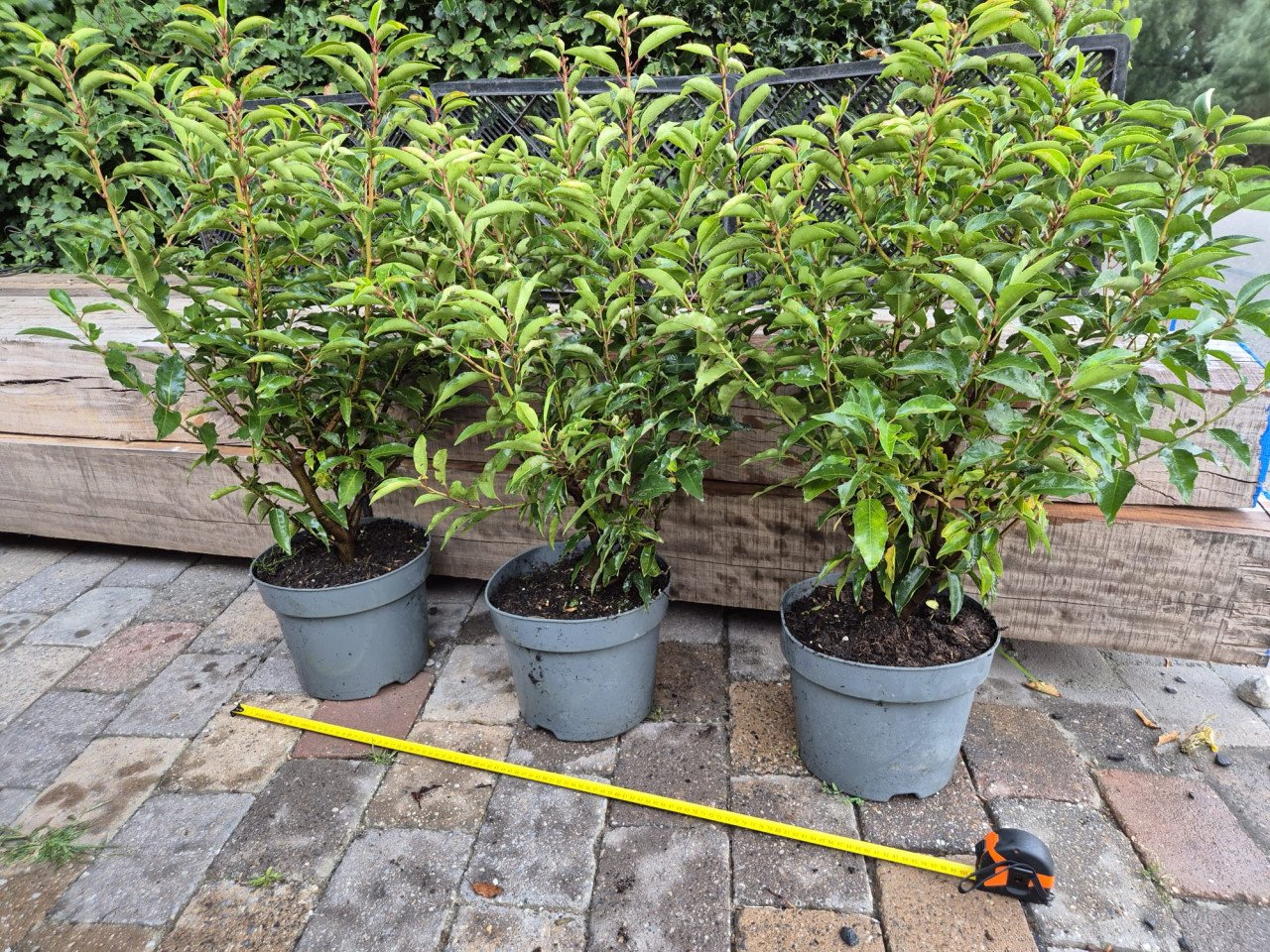 Portugese laurier bossige haagplanten 70-90 cm