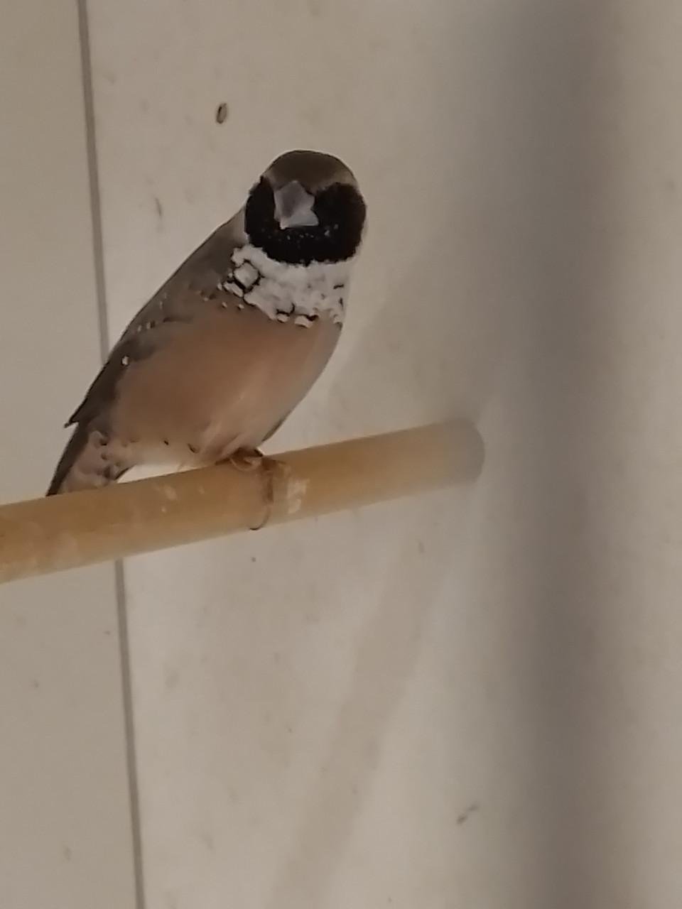 2 x Witborst rietvink