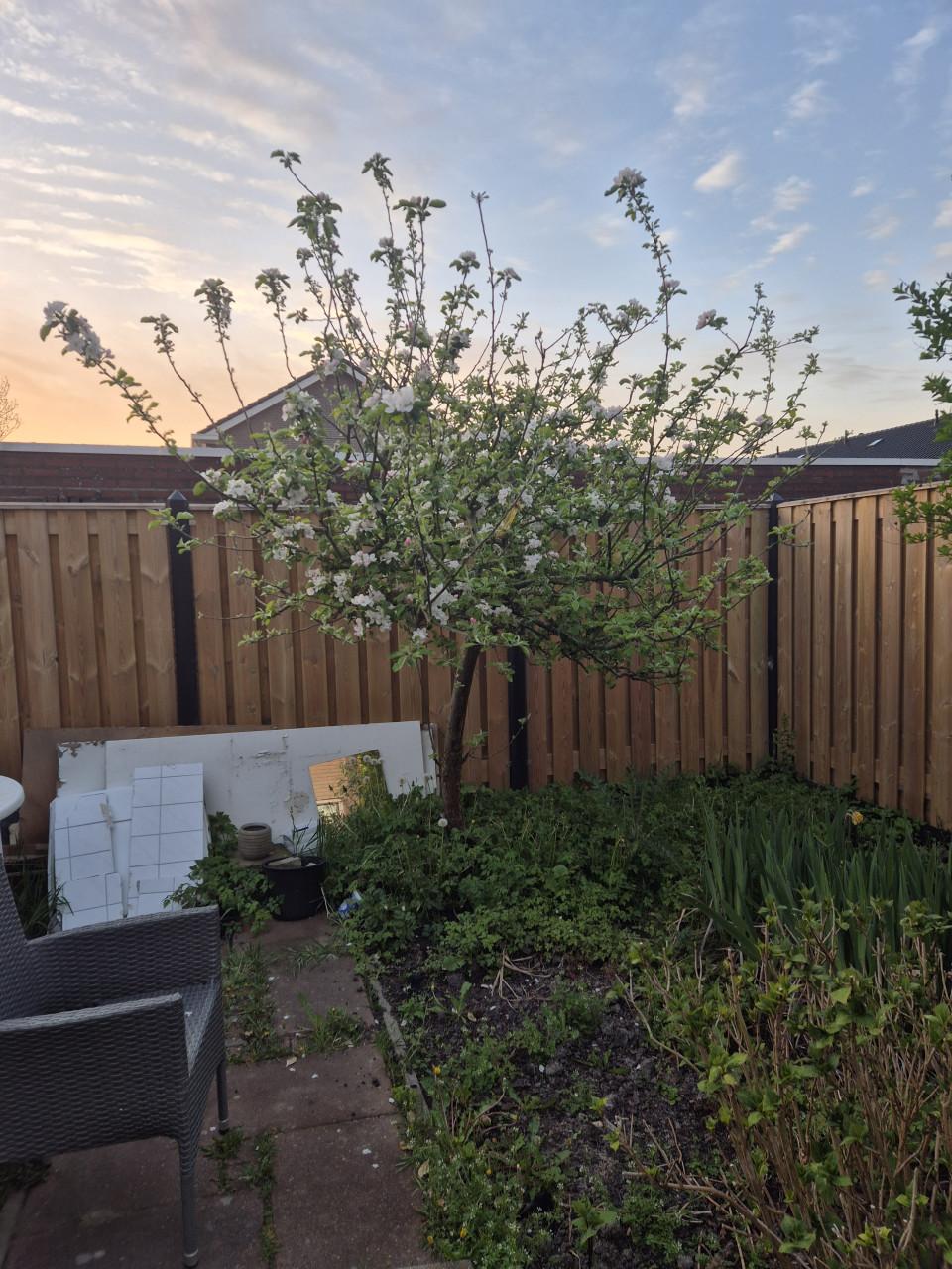 Appelboom. Gratis af te halen