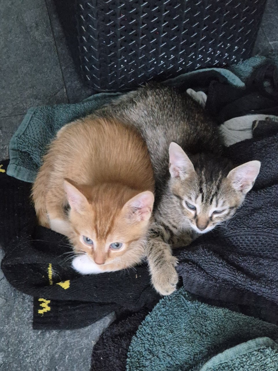 Twee rode kittens (poesjes)