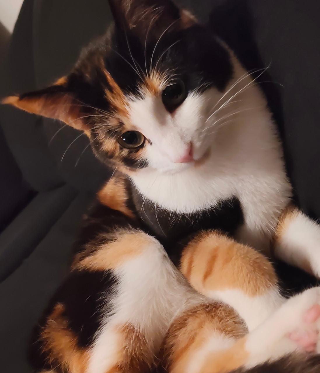 Lieve poes zoekt nieuw baasje 🐾