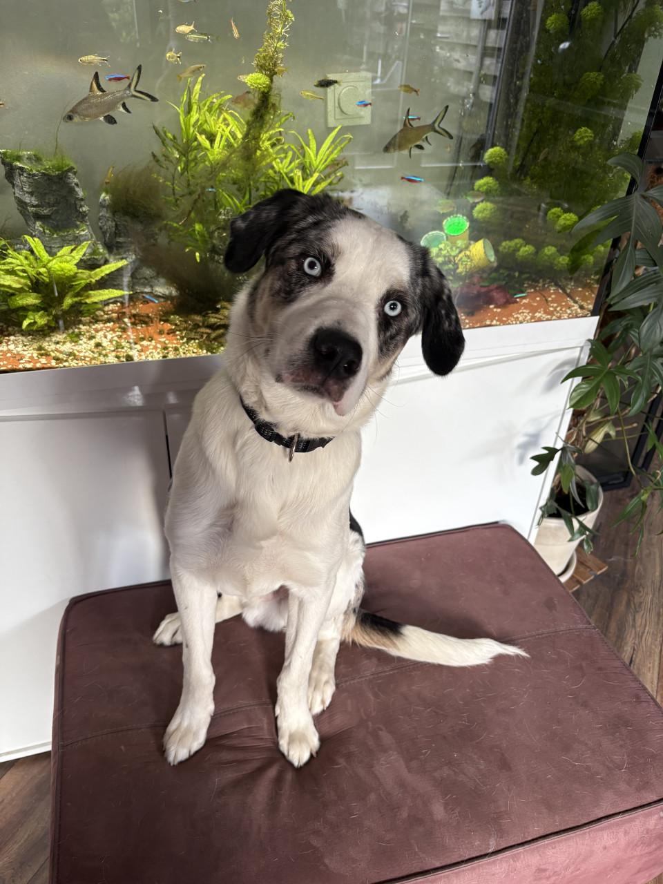 Baasje gezocht voor onze lieverd