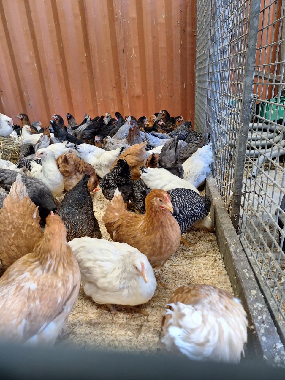 Jonge leghennen te koop