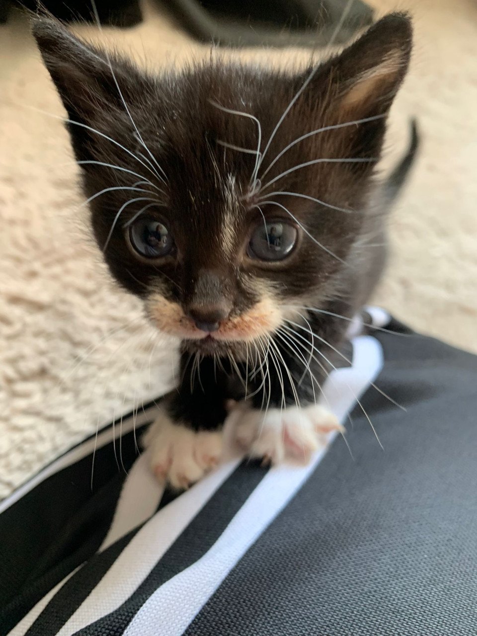 Kittens