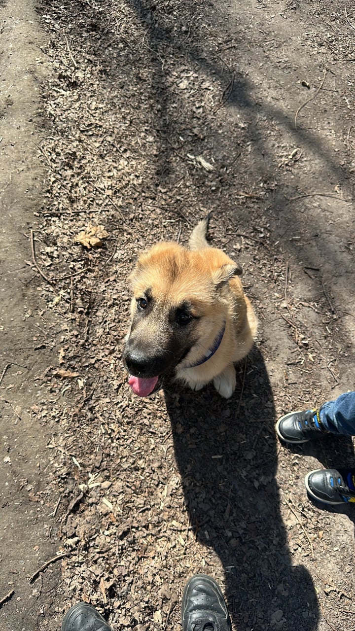Leonberger/ Malamute pup te koop