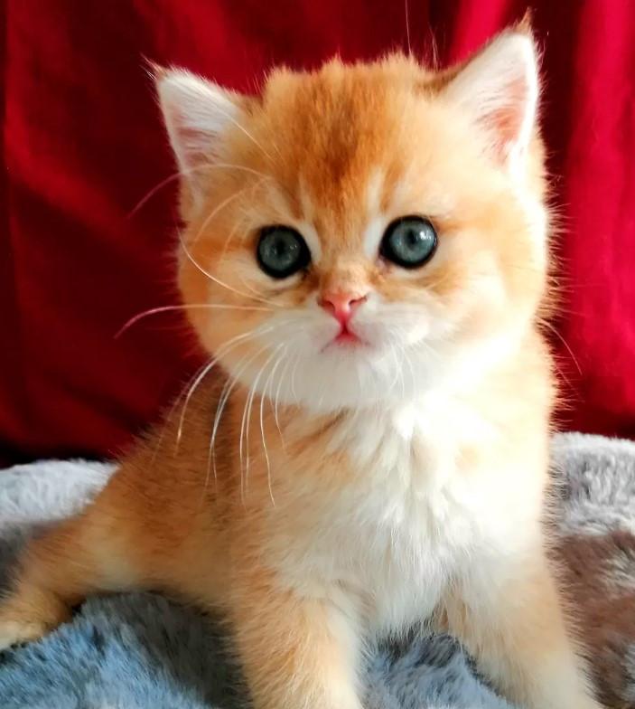 Britse korthaar kittens