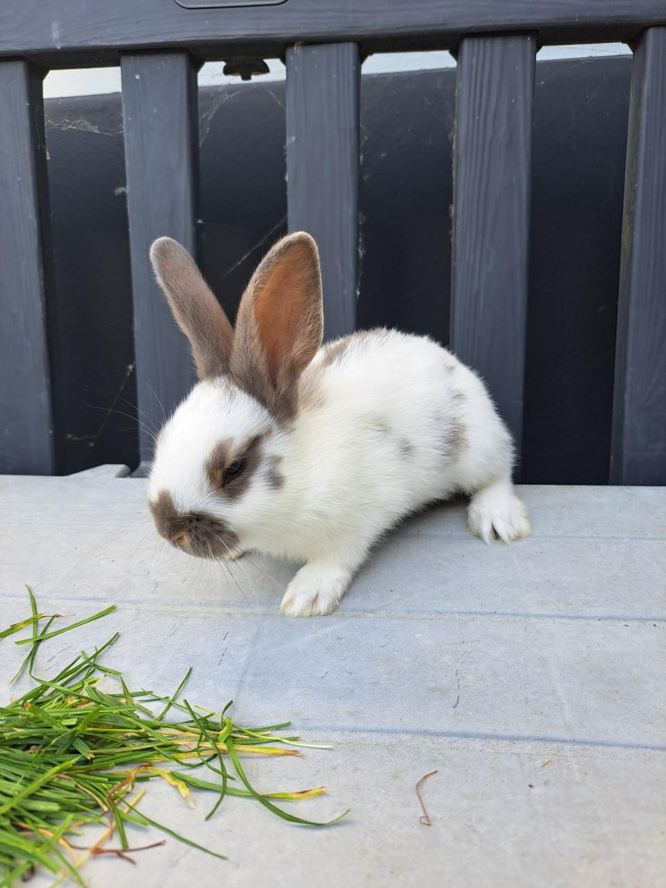 Jonge konijntjes,  Lotharinger