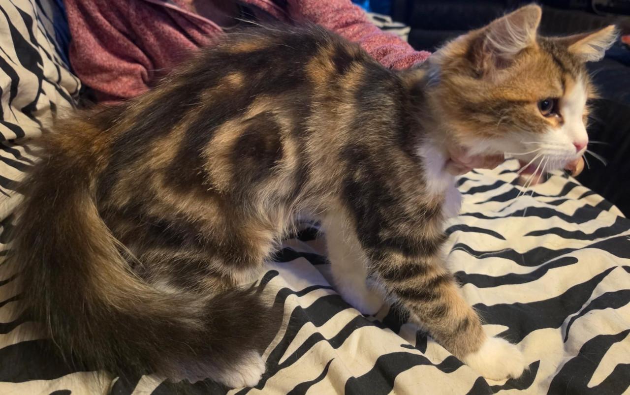 Kittens kruising pers/maincoon