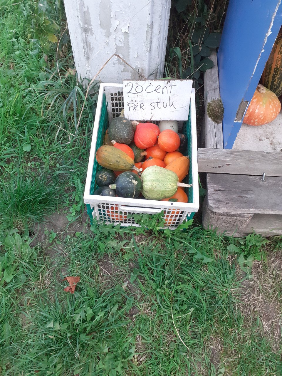 Bio pompoenen te koop