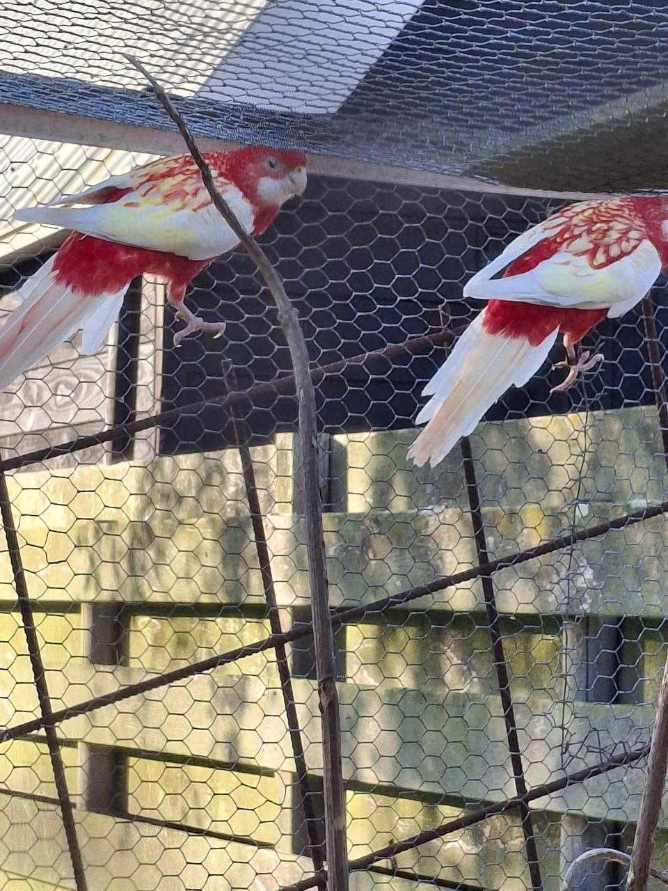 Rubino rosella man te koop