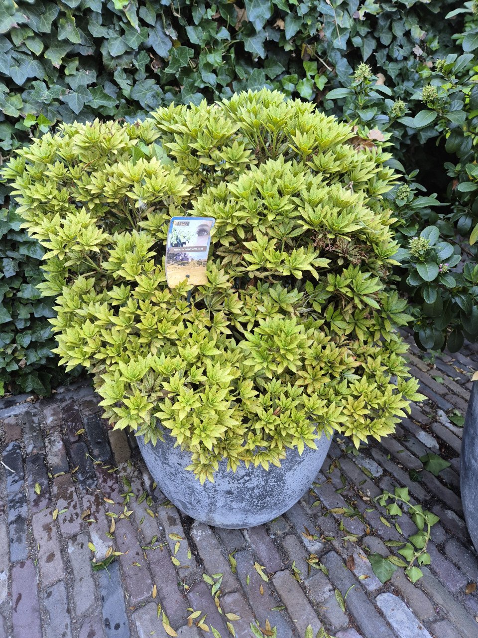 2 betonnen bloempotten met plant