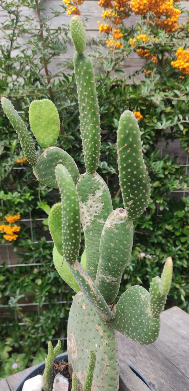 Vijgcactus - schijfcactus - (Opuntia ficus-indica)