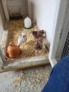 Roodporseleine krielkippen wyandotte