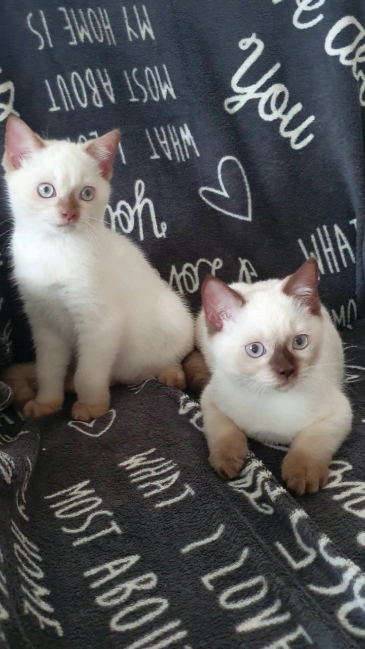 Britse korthaar kittens