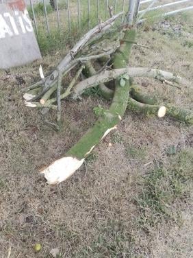 Hout voor de kachel, gratis