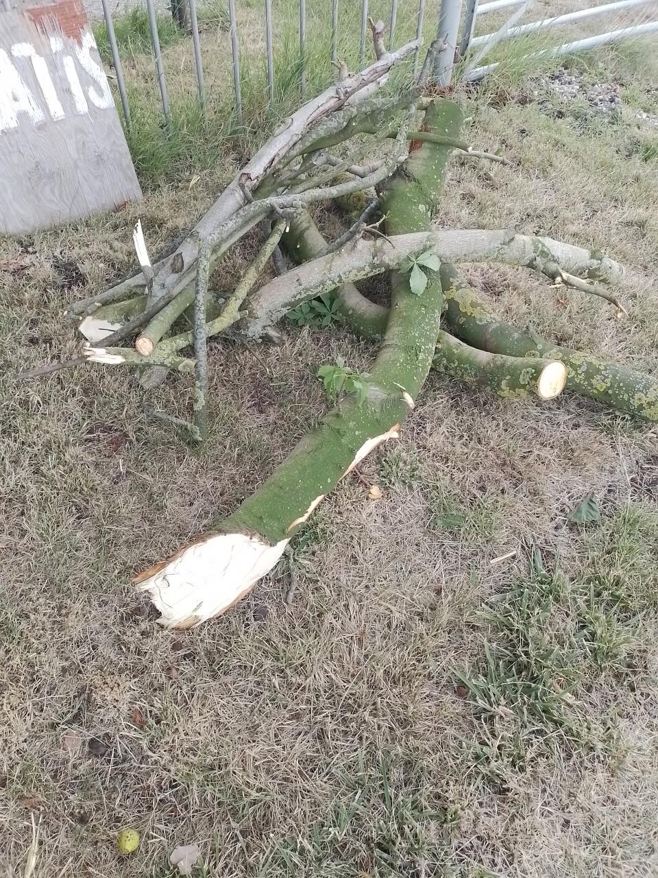 Hout voor de kachel, gratis