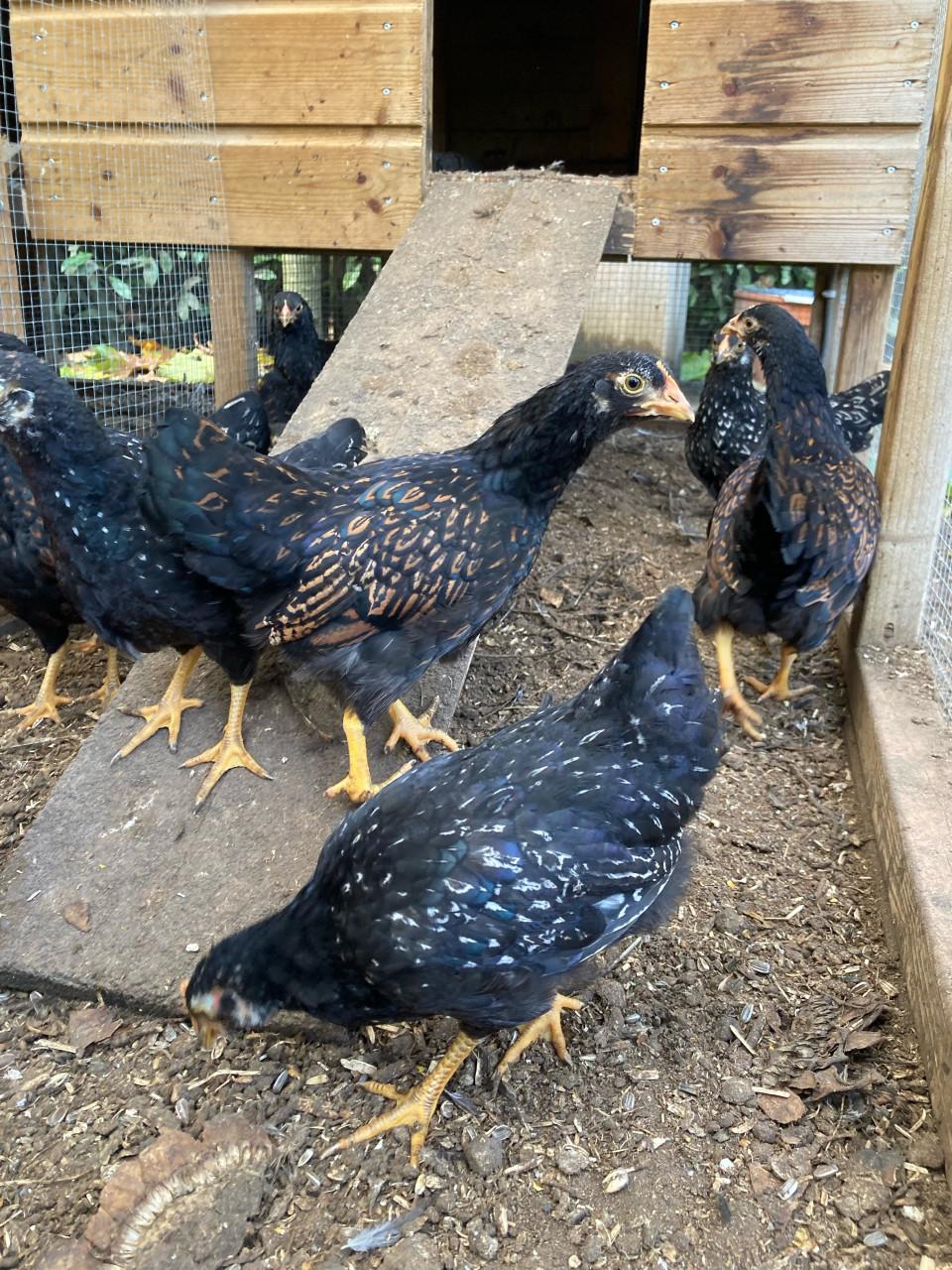 Barnevelder kriel hennen