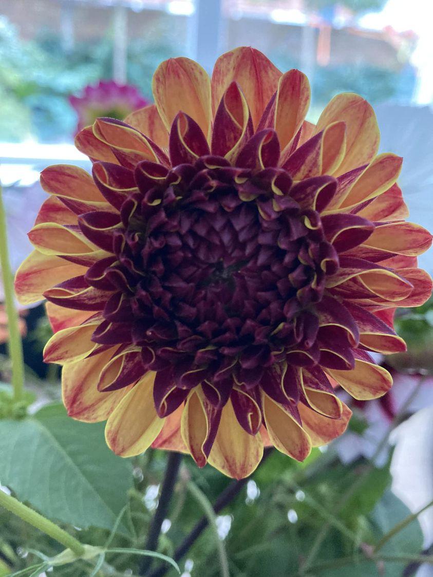 DAHLIAKNOLLEN te koop