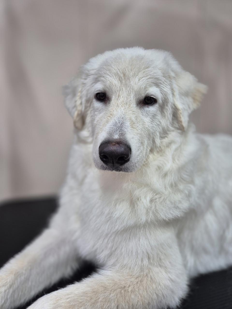 Liefdevolle vachtverzorging voor honden & katten!