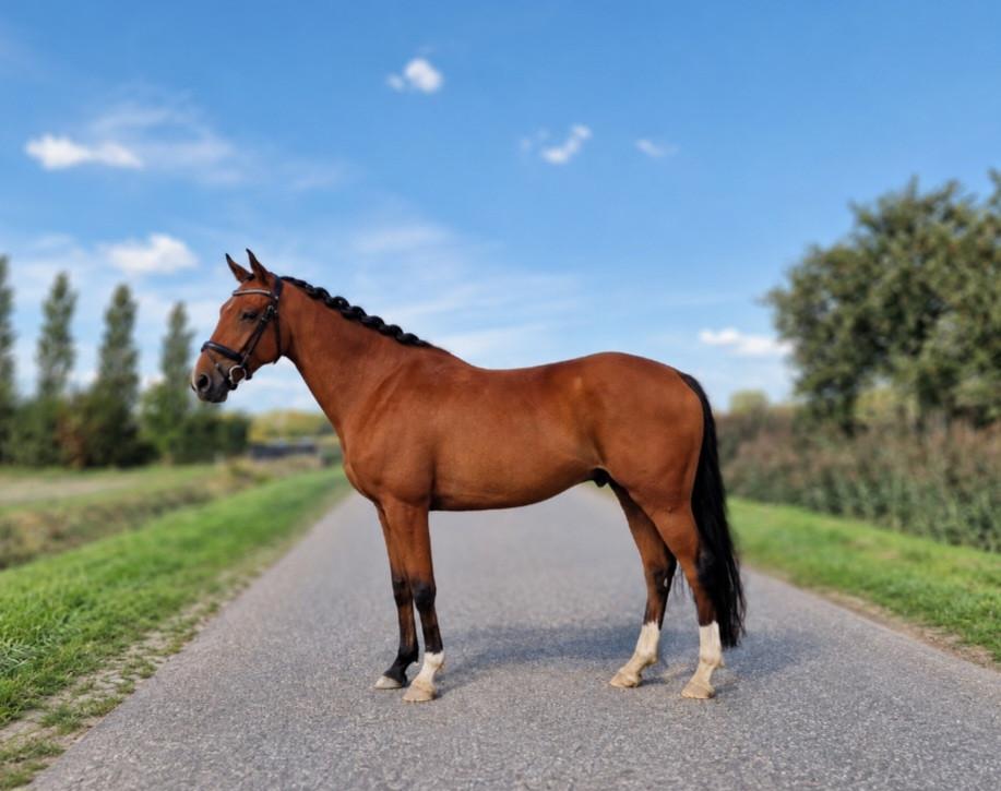 Lieve zangersheide