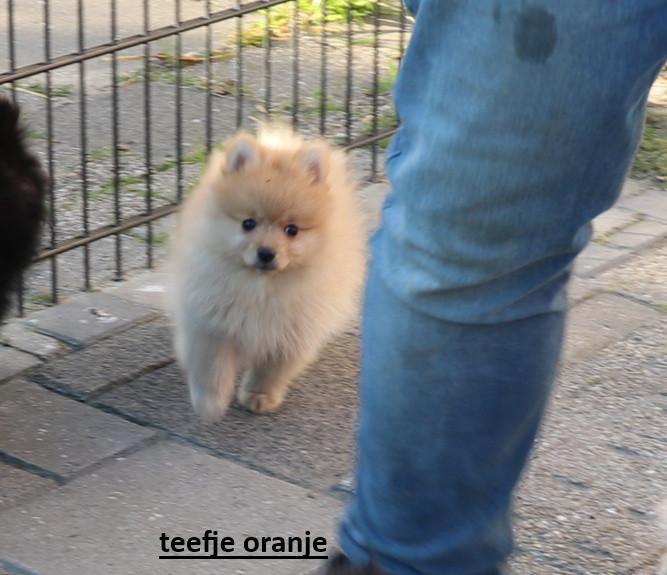 Pomeriaan pups beschikbaar