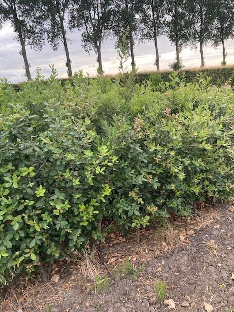 Steeneik voor een haag (quercus ilex)