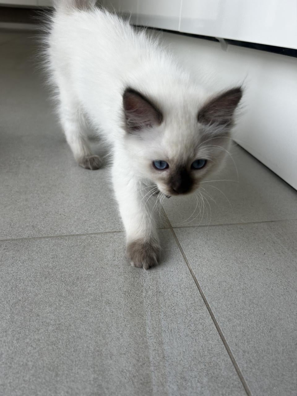 Twee prachtige Ragdoll kittens beschikbaar