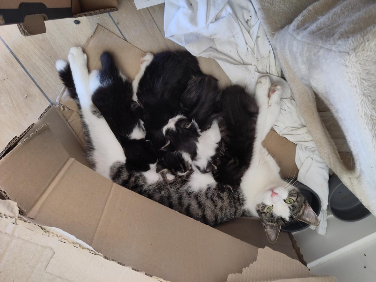 Kittens