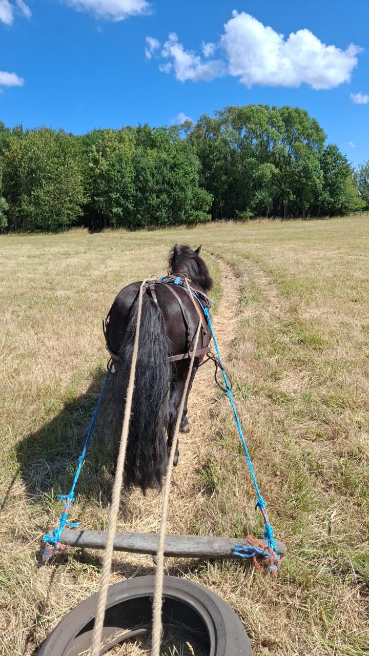 Super lieve shetlander merrie