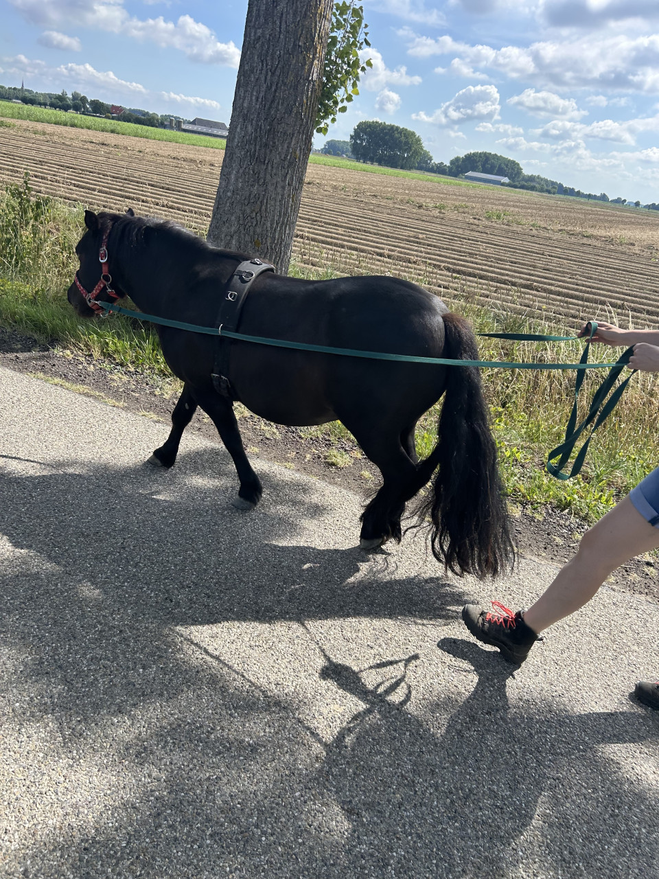 # Equi Pride # Gedrag, Grondwerk, Rijden, Natural Horsemanship etc.