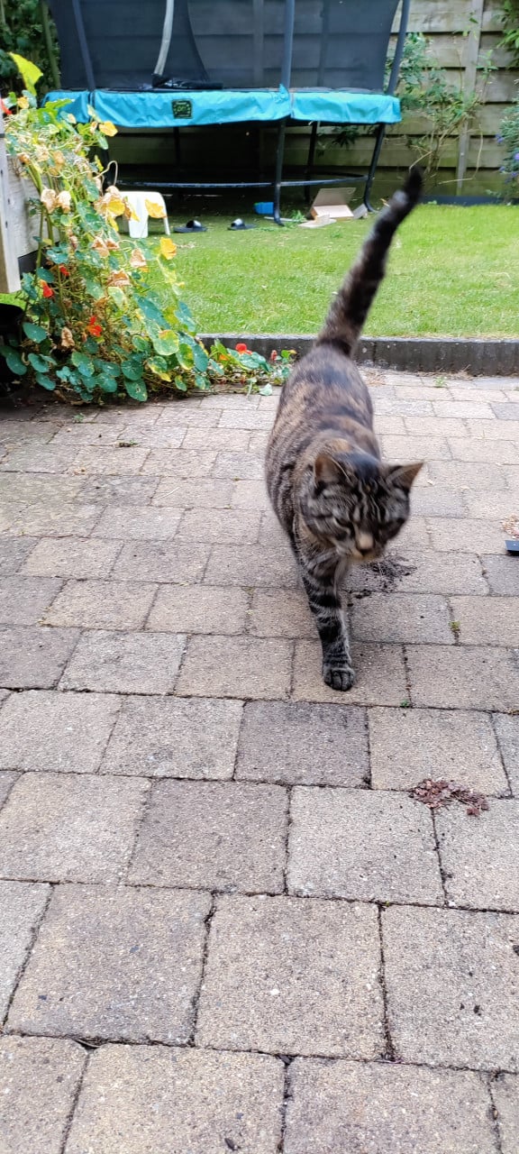 Mooi poes; half Britse korthaar