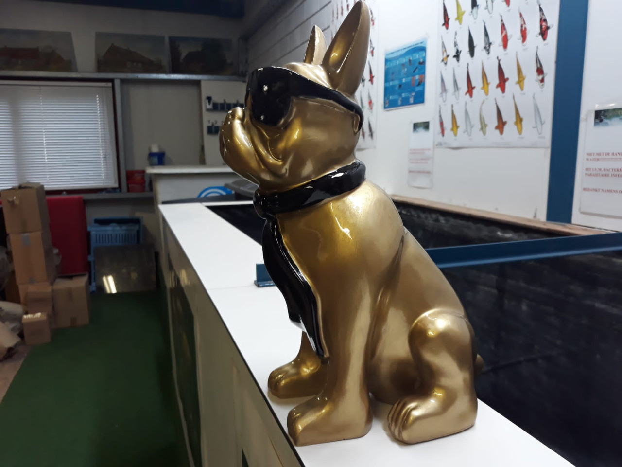 Gouden bulldog met zwarte zonnebril
