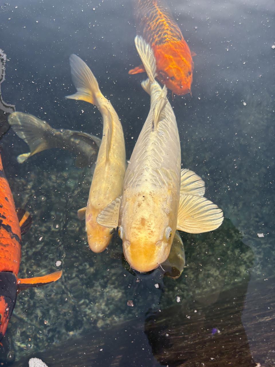 Koi karper en vijver onderdelen teab