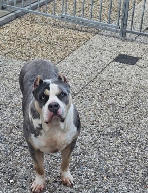 American bully xl teef