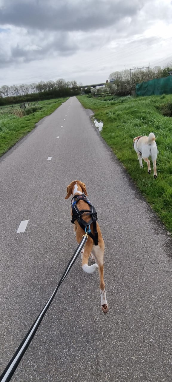 Non stop dogwear freemotion hardlooptuigje