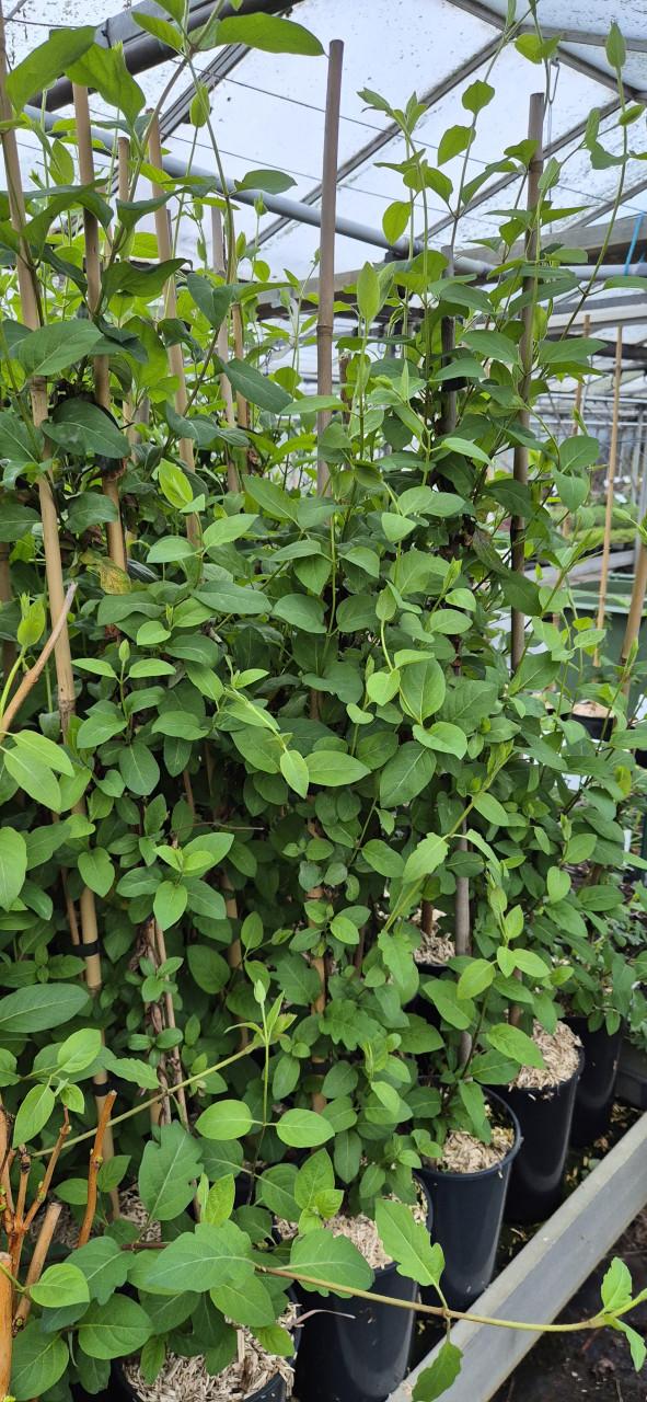 Klimplanten,  verantwoord gekweekt