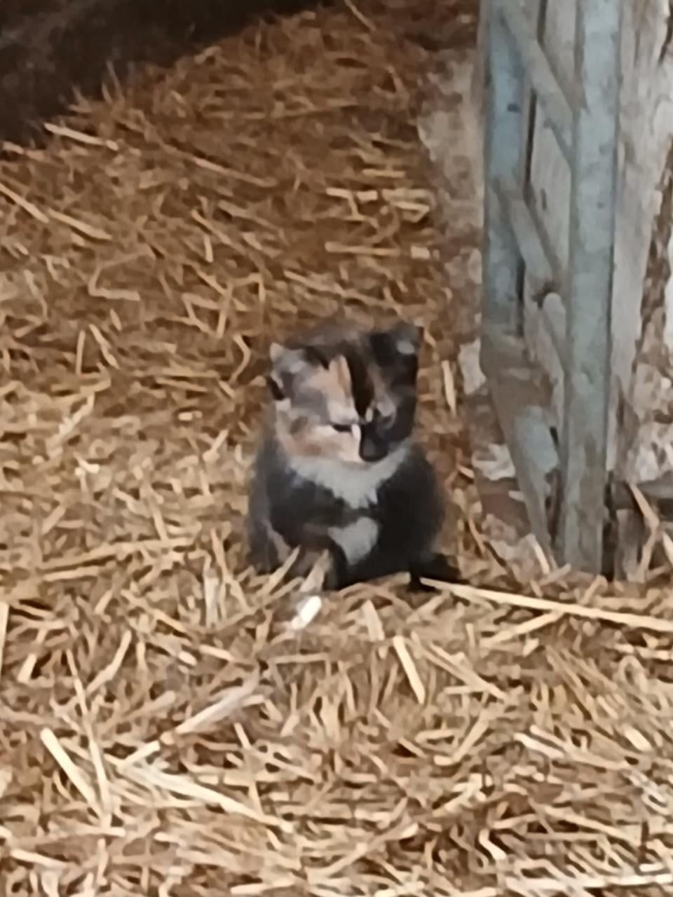 Kittens