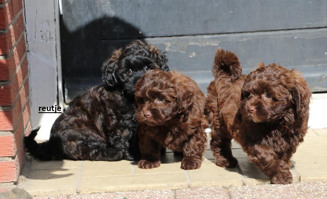 Shihpoo pups beschikbaar ( choco bruin en zwart gestroomd )