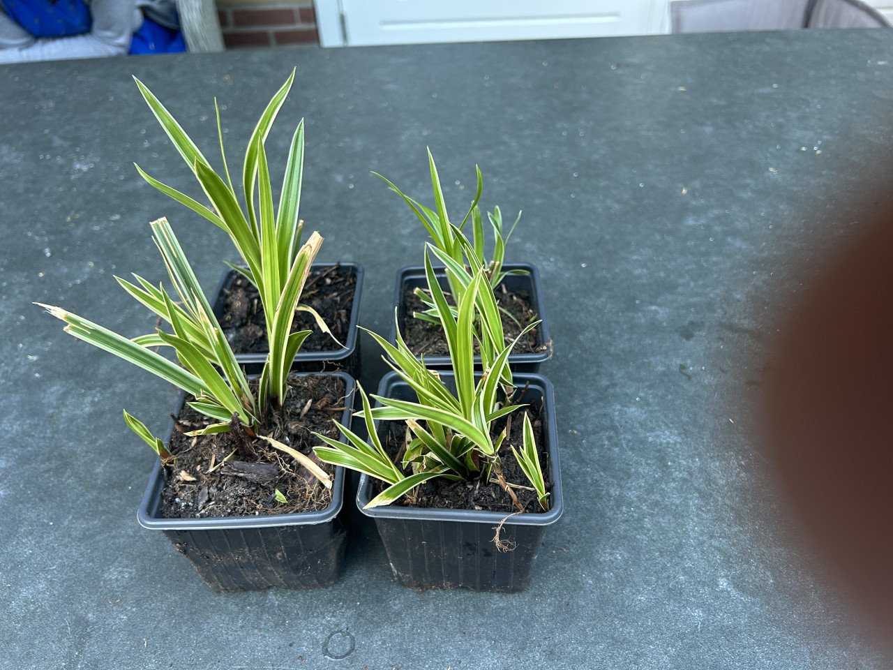 Carex morrowii 'Goldband'