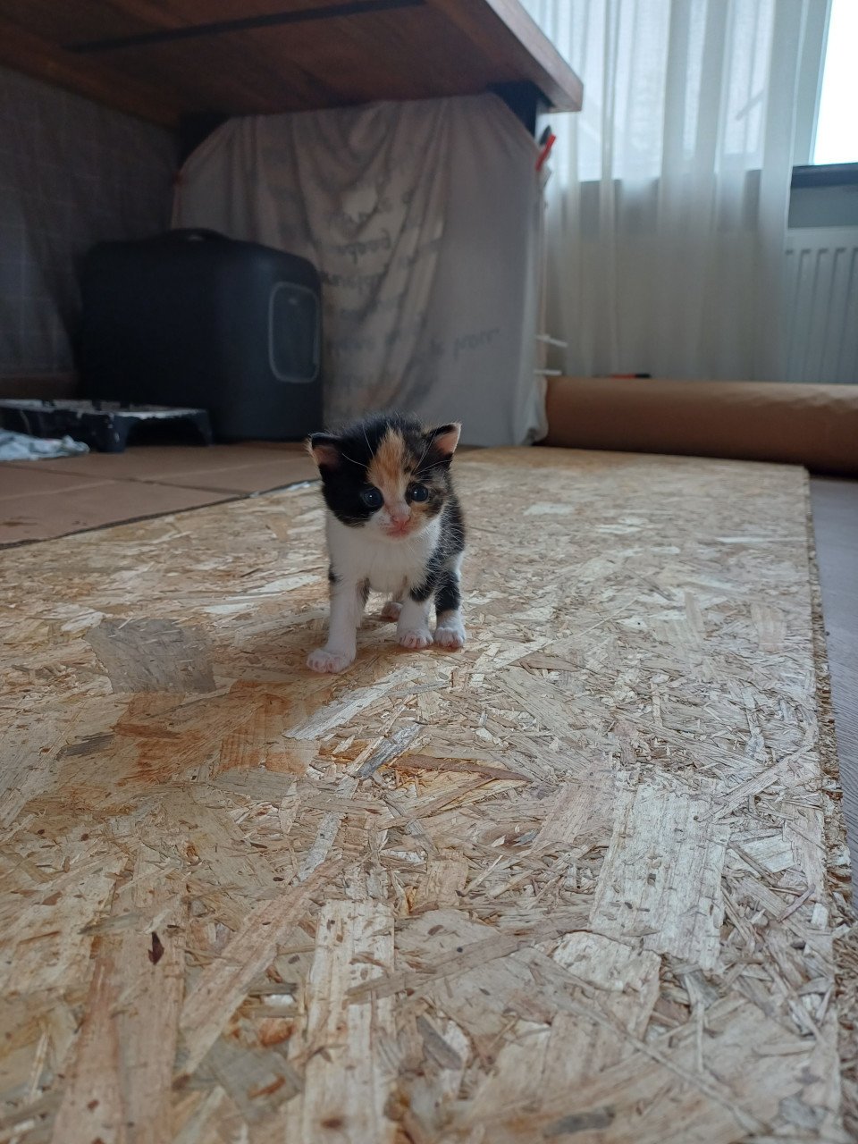 Kittens