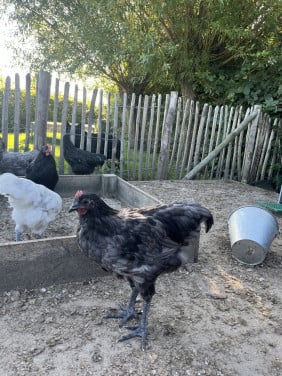 Australorp hanen wit/grijs en zwart