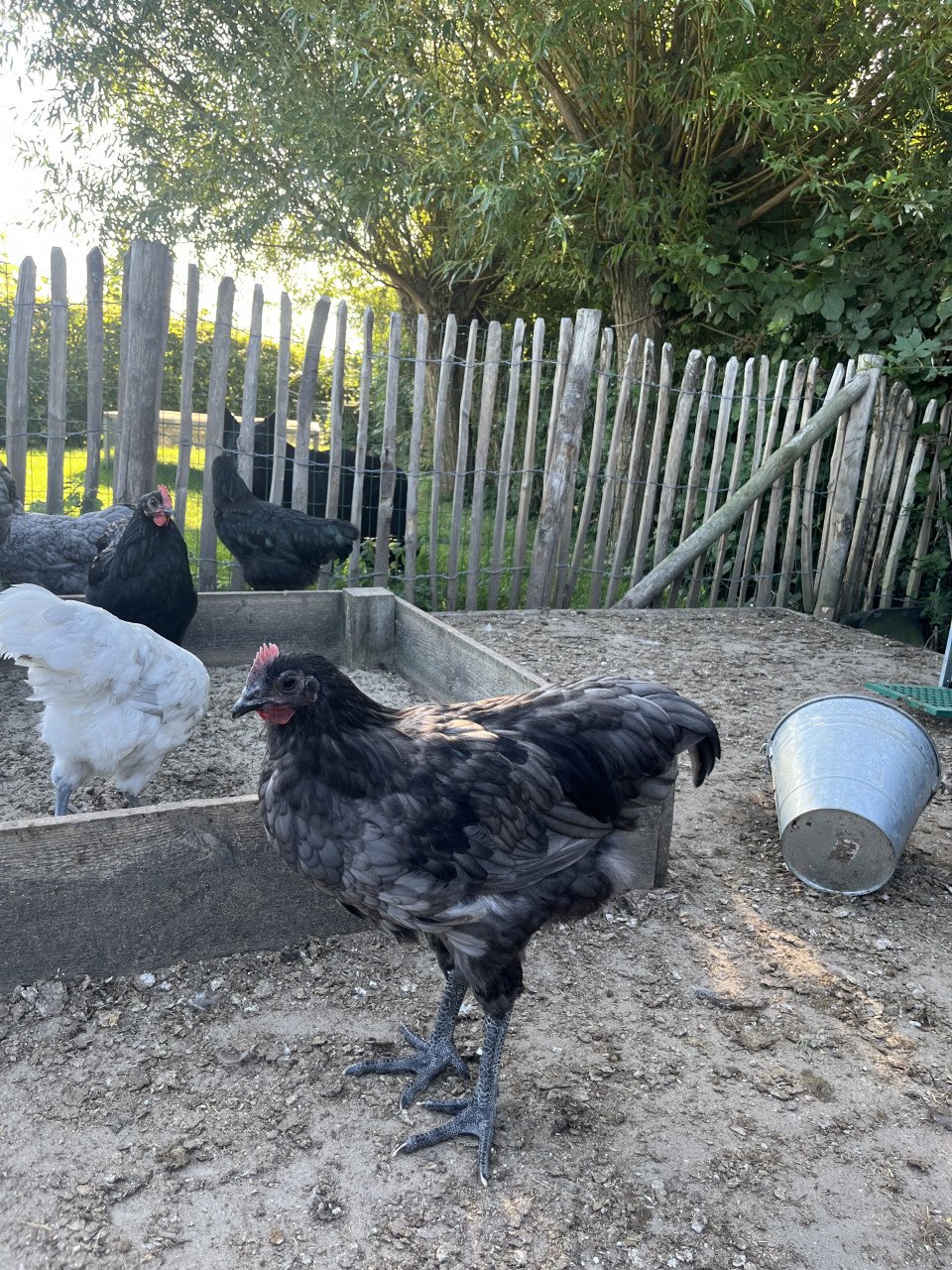 Australorp hanen wit/grijs en zwart