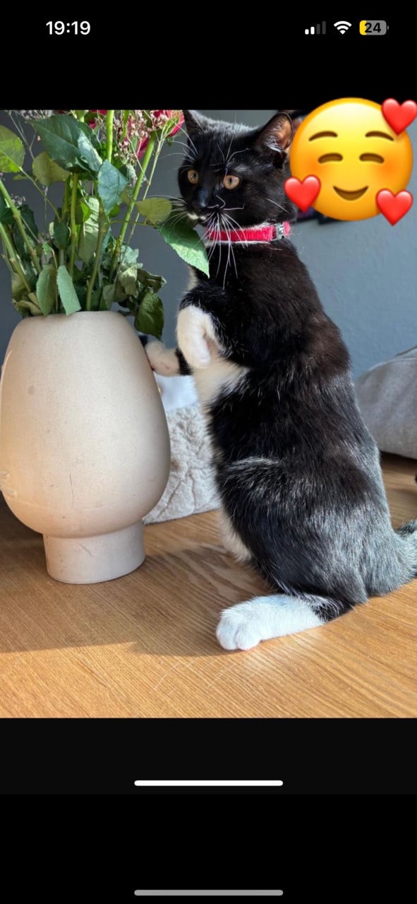 Kitten te koop