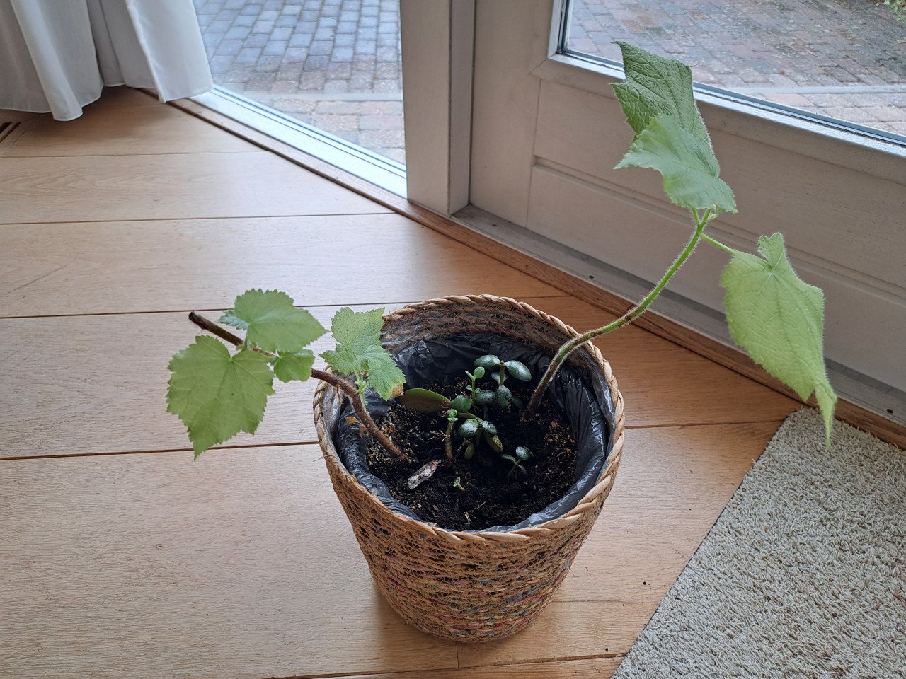 Grote grasula en 3 kleinere planten.