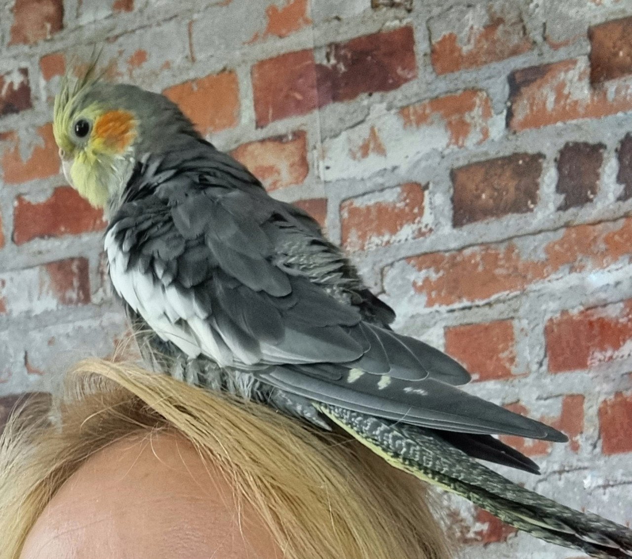 Kanjer de valkparkiet man zoekt een nieuw huisje !