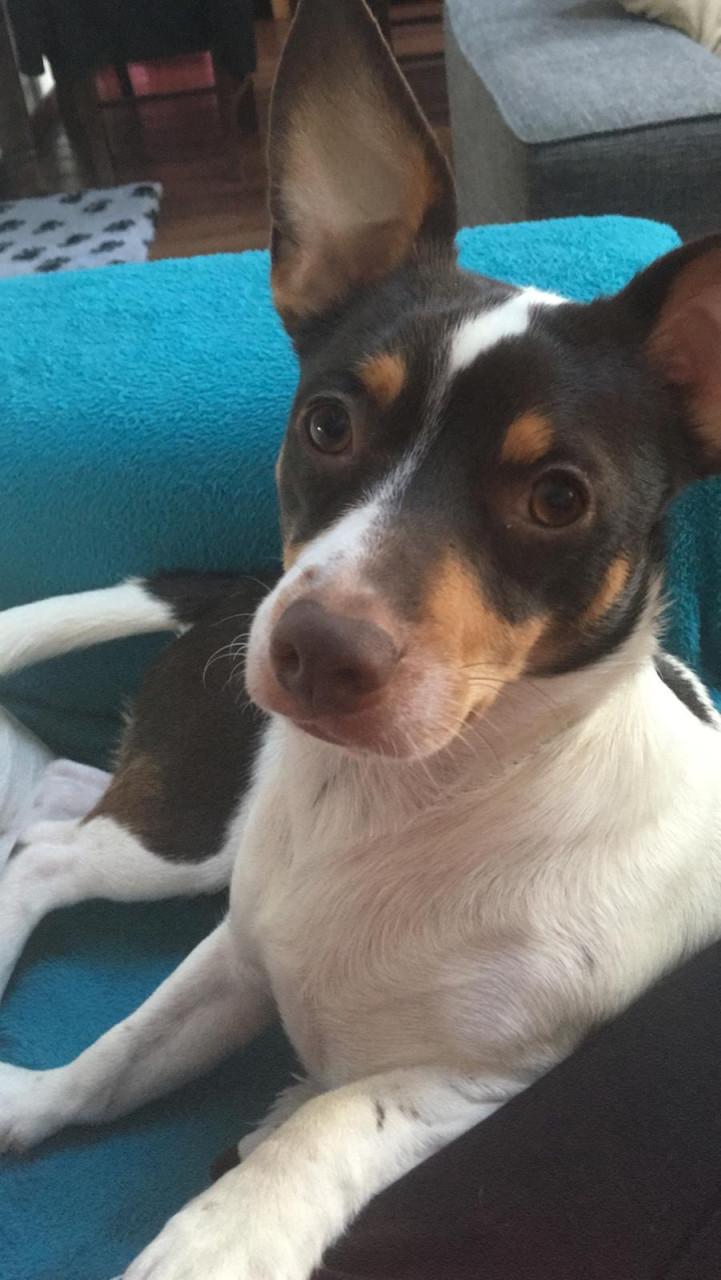 Lieve Jack Russel zoekt nieuw thuis