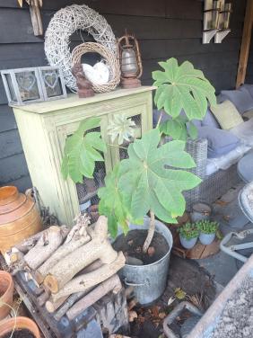 Rijjstpapierplant