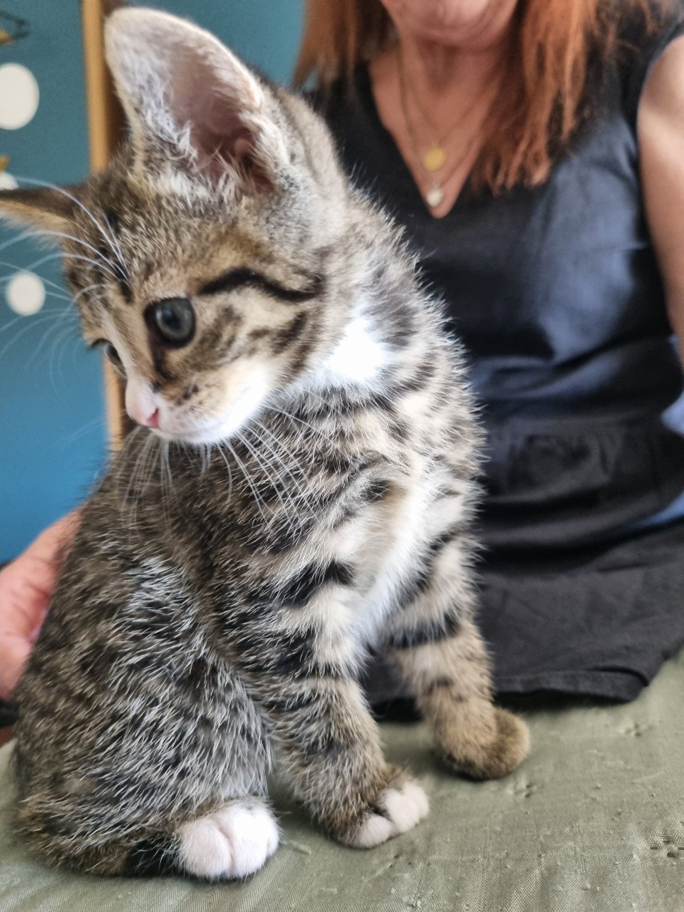 Zie jij die lieve tijger in mij (kitten)