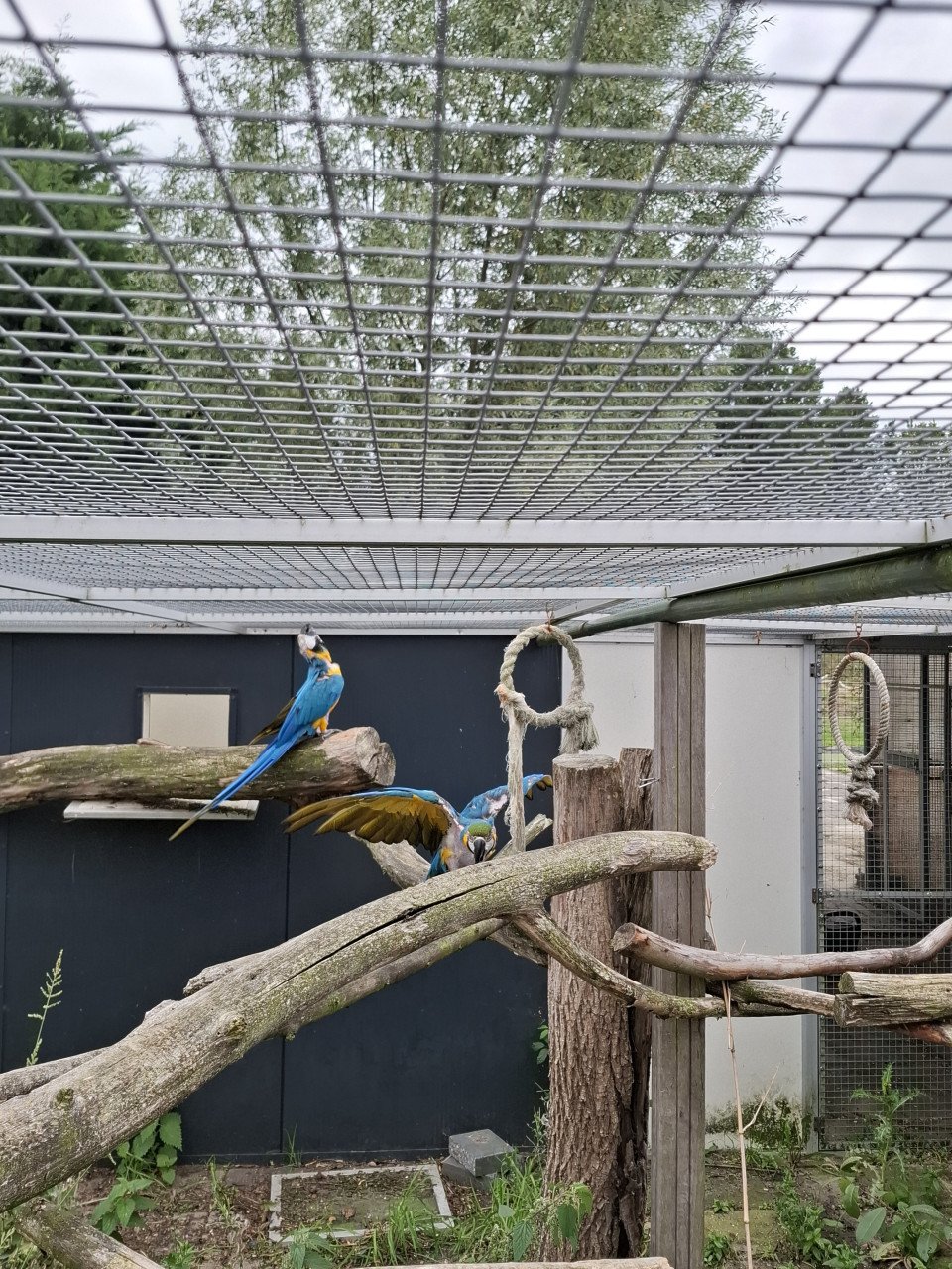 Koppel blauwgele ara's